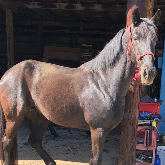 Meet your Posher, Serena - Picture 5 of 5